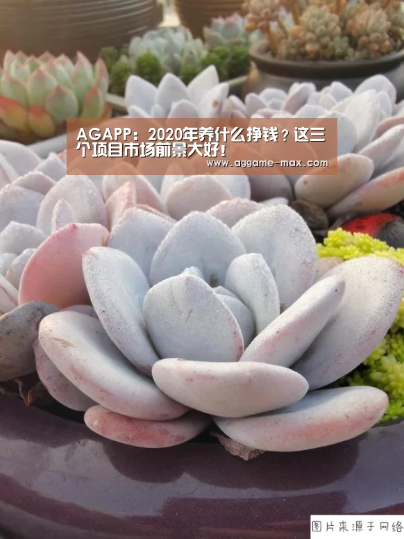 AG官方