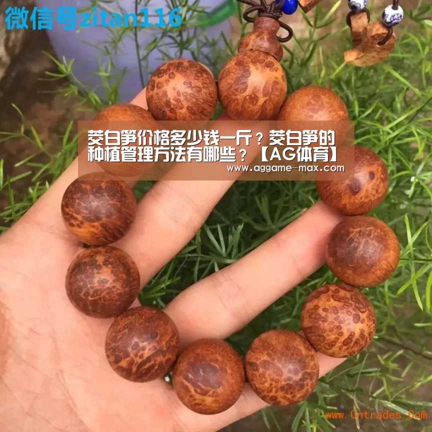 茭白笋价格多少钱一斤?茭白笋的种植管理方法有哪些?【AG体育】(图2) AG体育